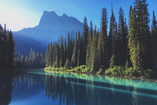 Green Tall Trees By The River Art Wall Decor Jigsaw Puzzle