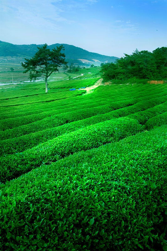 Green Tea Field And Mount Fuji Nature Print Jigsaw Puzzle
