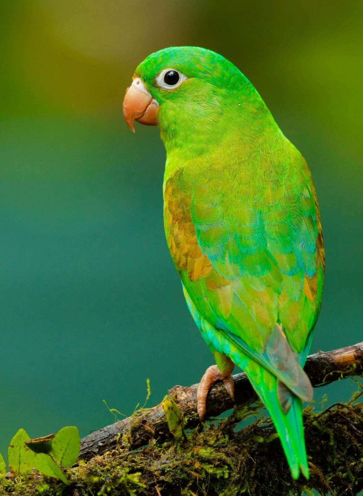 Green And Yellow Parrot Bird Picture Magnet Magnet Print Nature Wall Art