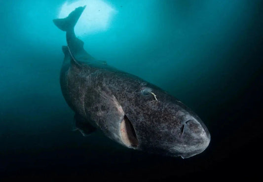 Greenland Shark Picture Magnet Magnet Print Gray Sea Life Fish Ocean Beach Water