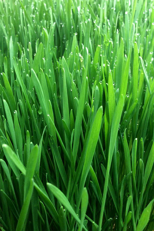 Growing Wheatgrass On Fresh Foliage Print Jigsaw Puzzle