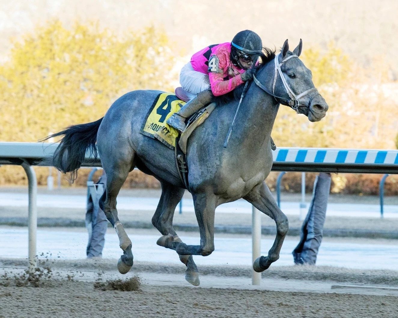 Hit Show Photo Horse Racing Picture