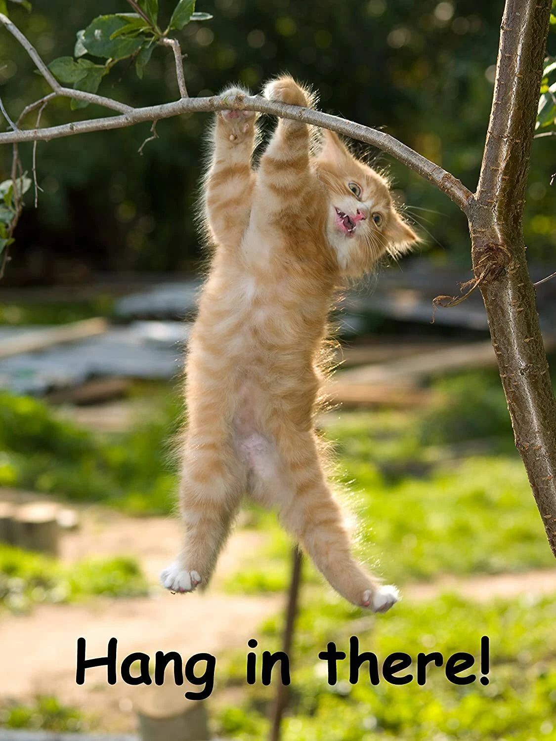 Hang In There Cat Inspirational Animal Poster Picture Photo Print Wall Art