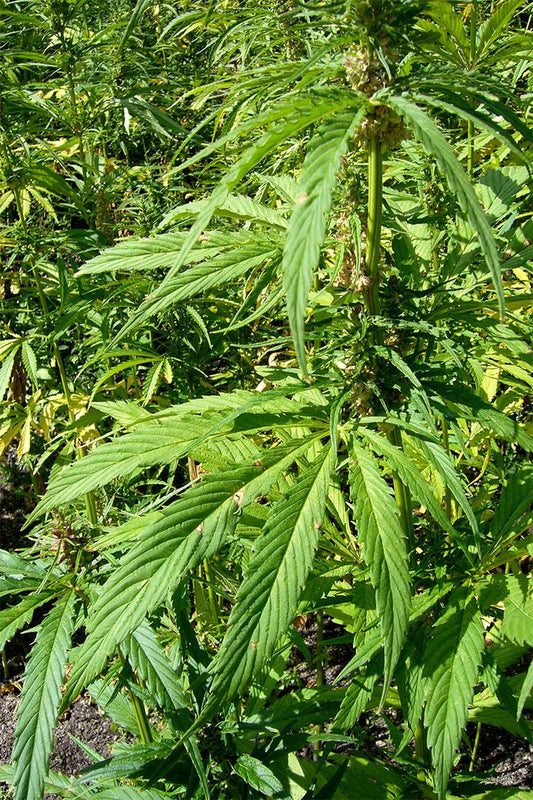 Hemp Plants Delightful Green Plants Paintig Jigsaw Puzzle