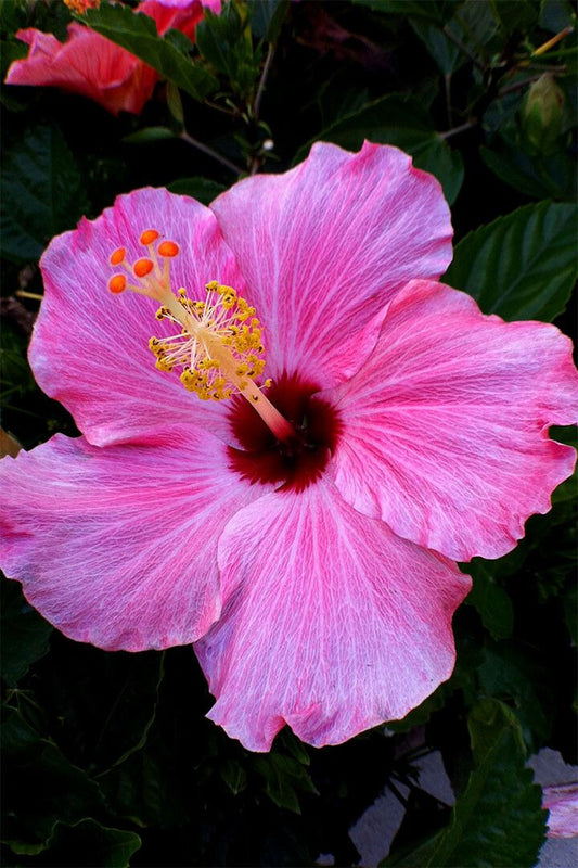 Hibiscus Flower Scented Plants Painting Print Jigsaw Puzzle