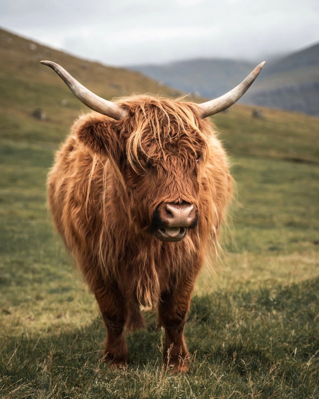 Highland Cattle Vagar Faroe Islands Photo Picture Poster Print Cow Horns