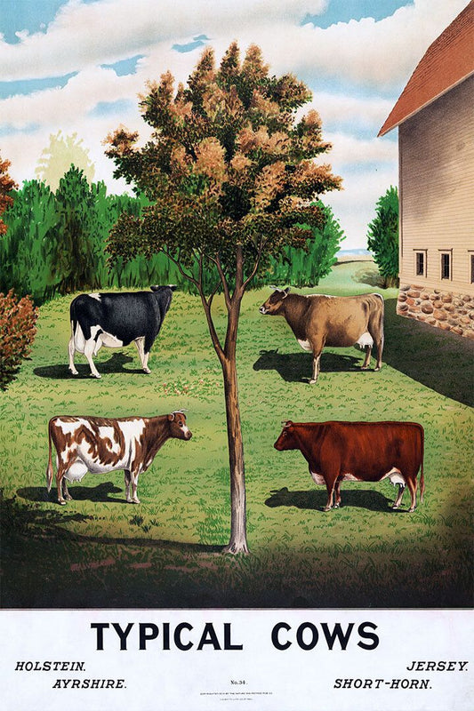Holstein Ayrshire Typical Cows Are Grazing Jigsaw Puzzle