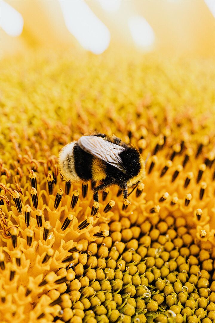 Honey Bee On Yellow Flowers Art Wall Decor Poster