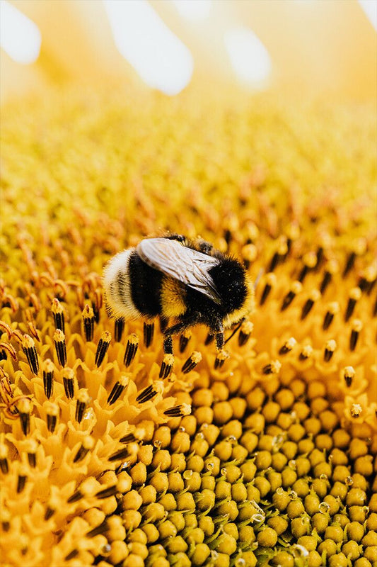 Honey Bee On Yellow Flowers Art Wall Decor Jigsaw Puzzle