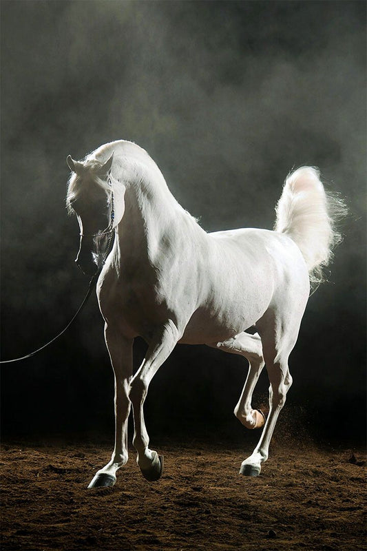 Horse White Arabian Stallion Equestrian Print Jigsaw Puzzle
