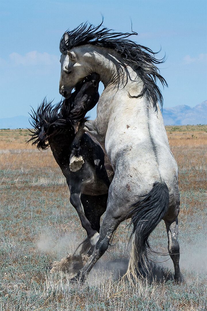 Horses Hugging One Another Wild Stallions Art Home Decor Jigsaw Puzzle
