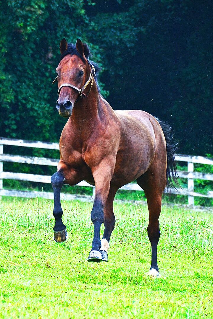 Horses Running Browncolored War Animal Painting Print Wall Art Poster