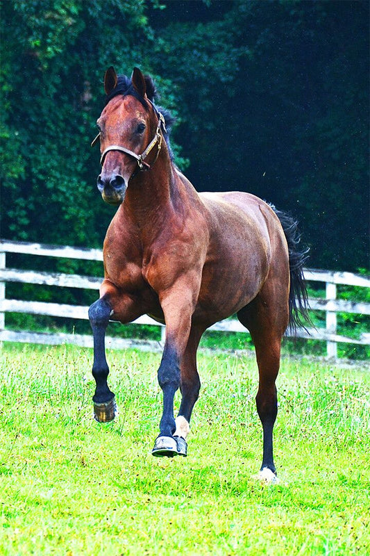 Horses Running Browncolored War Animal Painting Print Jigsaw Puzzle