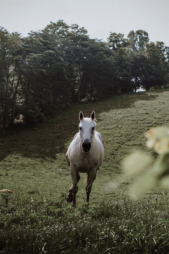 Horses Running Gray Mounted Animal Painting Wall Art Home Decor Poster