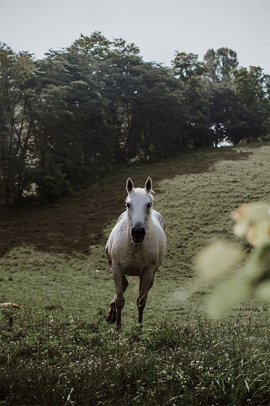 Horses Running Gray Mounted Animal Painting Jigsaw Puzzle
