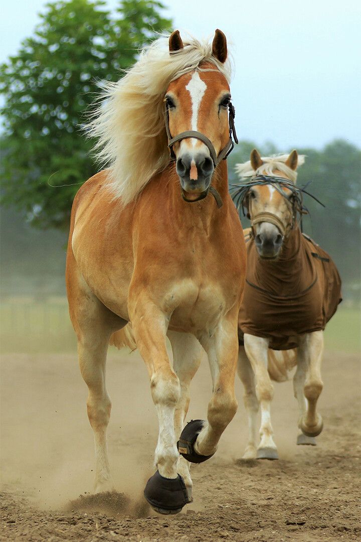 Horses Running Mounts Animal Print Jigsaw Puzzlegraphy Jigsaw Puzzle