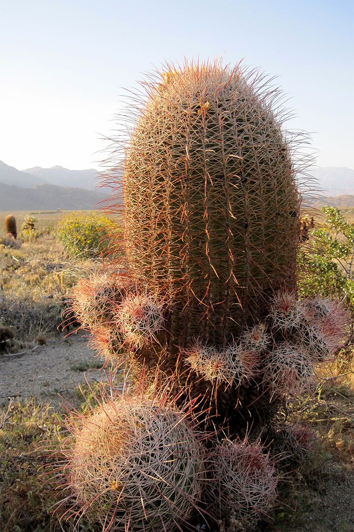 Hot Nature Desert Plant Community Picture Jigsaw Puzzle