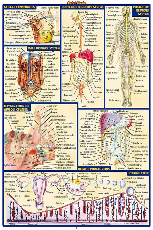 Human Anatomy Body Map Silk Healty Gift Wall Art Home Decor Poster