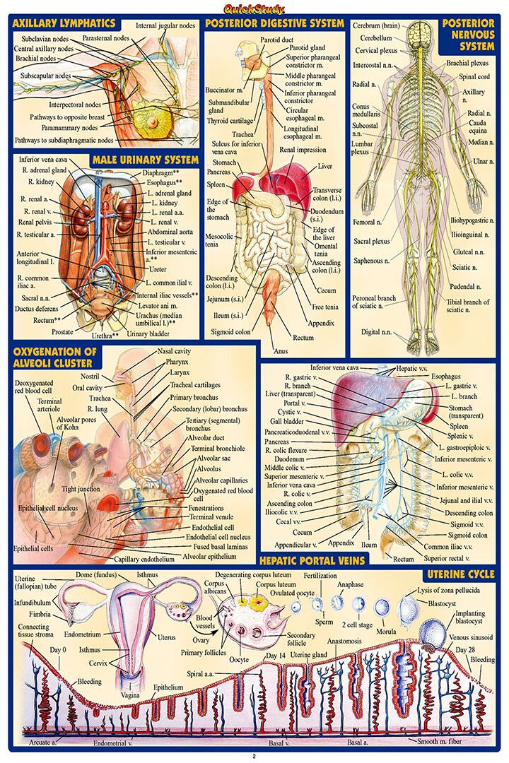 Human Anatomy Body Map Silk Healty Gift Jigsaw Puzzle