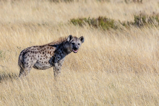 Hyena In Grass Etosha Park Namibia Picture Poster Photo Print Laughing Scavenger