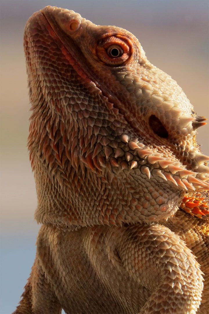 Inland Bearded Dragon Desert Animals Print Jigsaw Puzzle