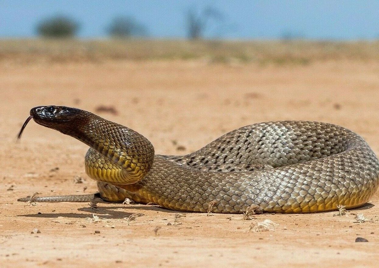 Inland Taipan Snake Magnet Picture Magnet Venomous Reptile Australia