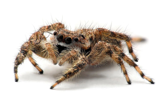 Jumping Spider Poster Picture Photo Picture Print Arachnid Insect Scary