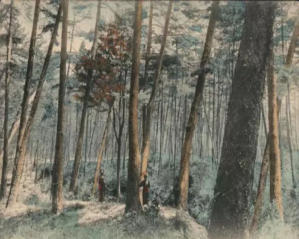 Japan Kobe The Pine Trees In Moon Temple Road Retro Vintage Photo Picture