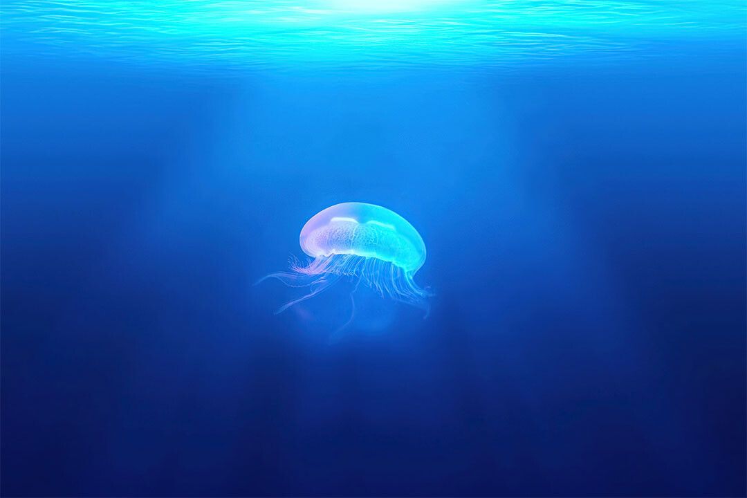 Jellyfish Underwater Water Animals Sea Landscape Magnet
