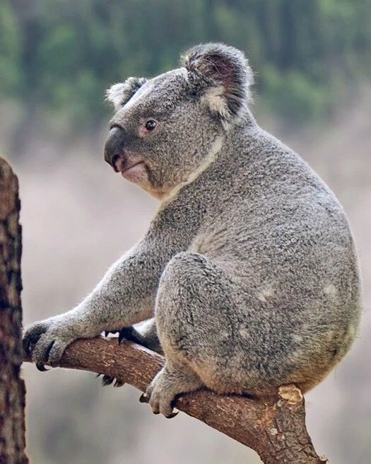 Koala Bear Glossy Magnet Print Australia Magnet Nature Wildlife 1