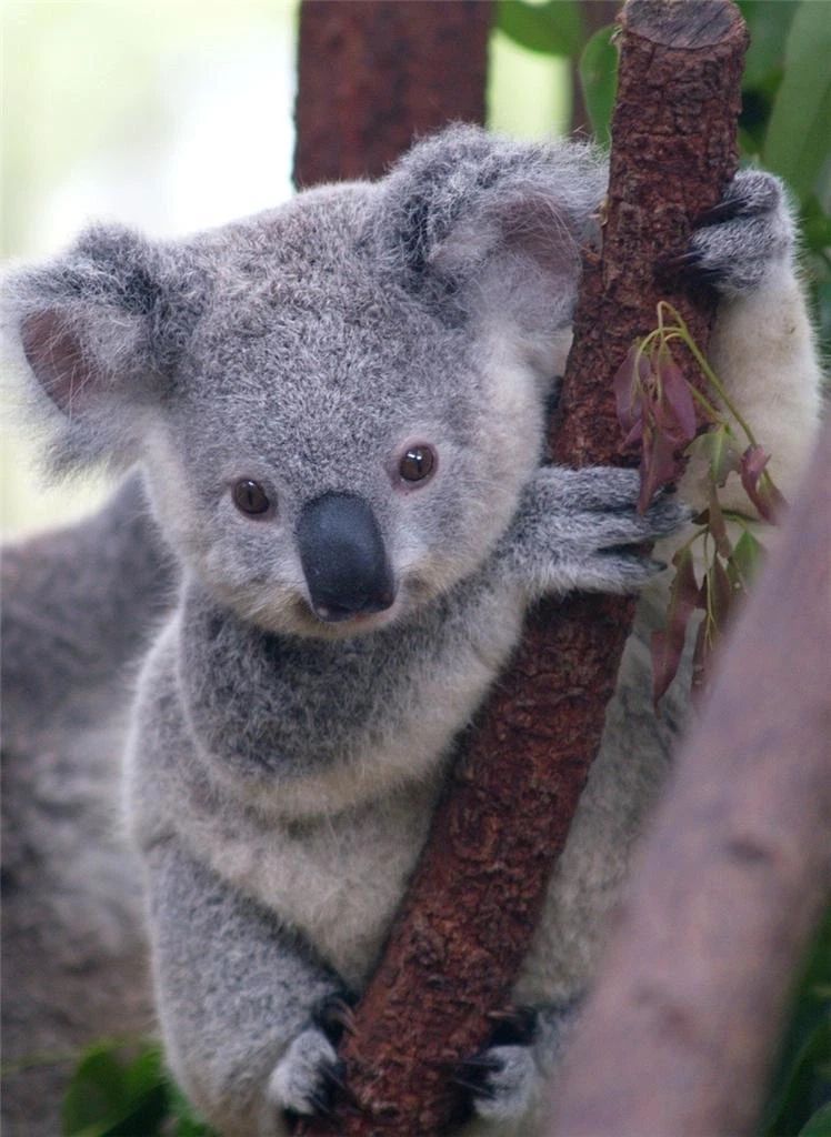 Koala Bear Glossy Keychain Print Australia Keychain Nature Wildlife 2