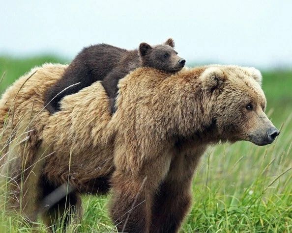 Kodiak Brown Bear And Cub Glossy Keychain Print Water Keychain Nature Wildlife