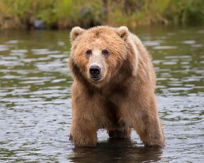 Kodiak Brown Bear In Water Glossy Magnet Print Nature Wildlife Alaska Magnet