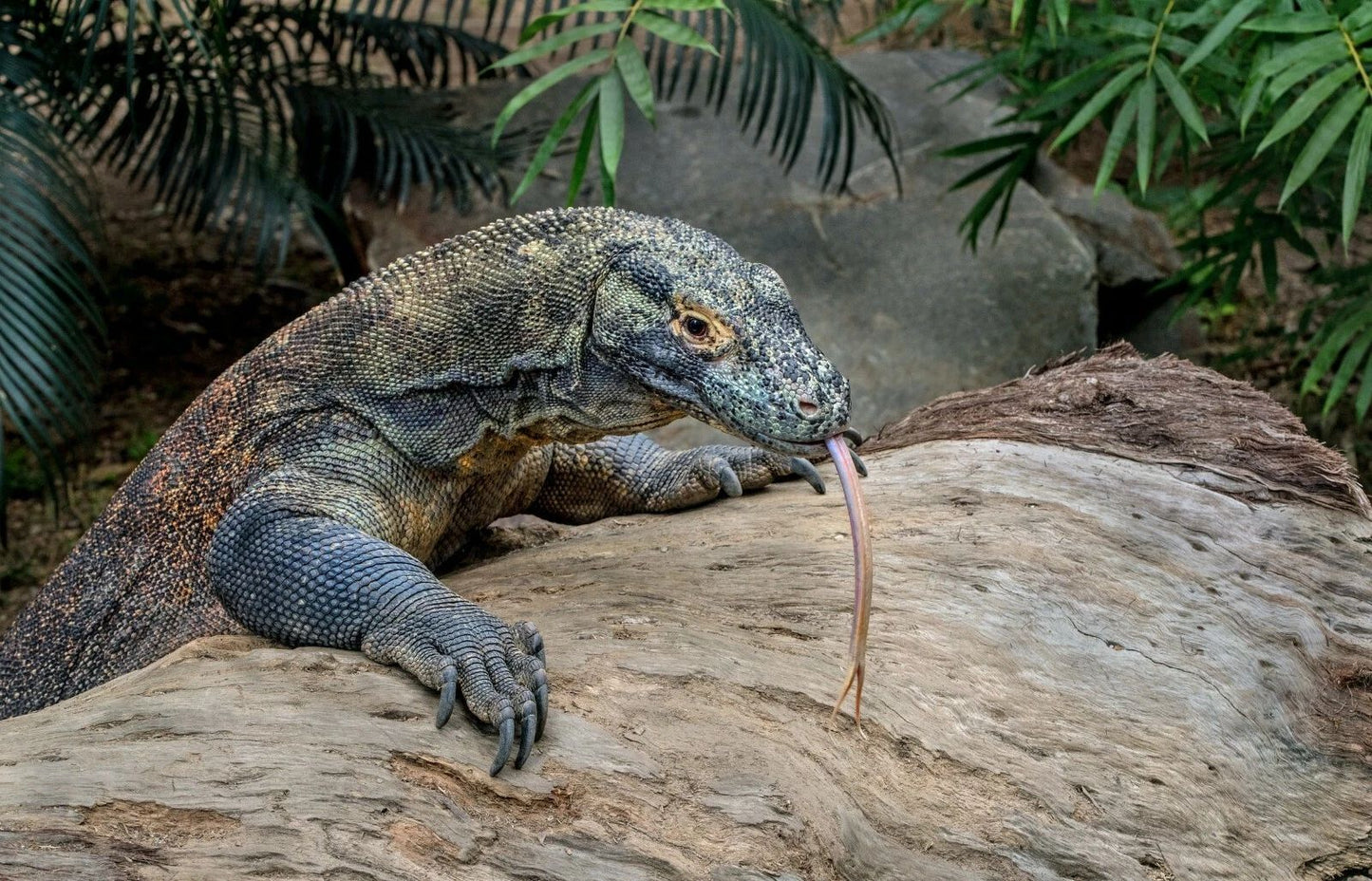 Komodo Dragon Keychain Picture Keychain Banner Monitor Lizard Tongue
