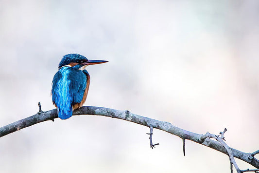 Kingfisher Bird Standing On Branch Animals Wall Art Home Decor Poster
