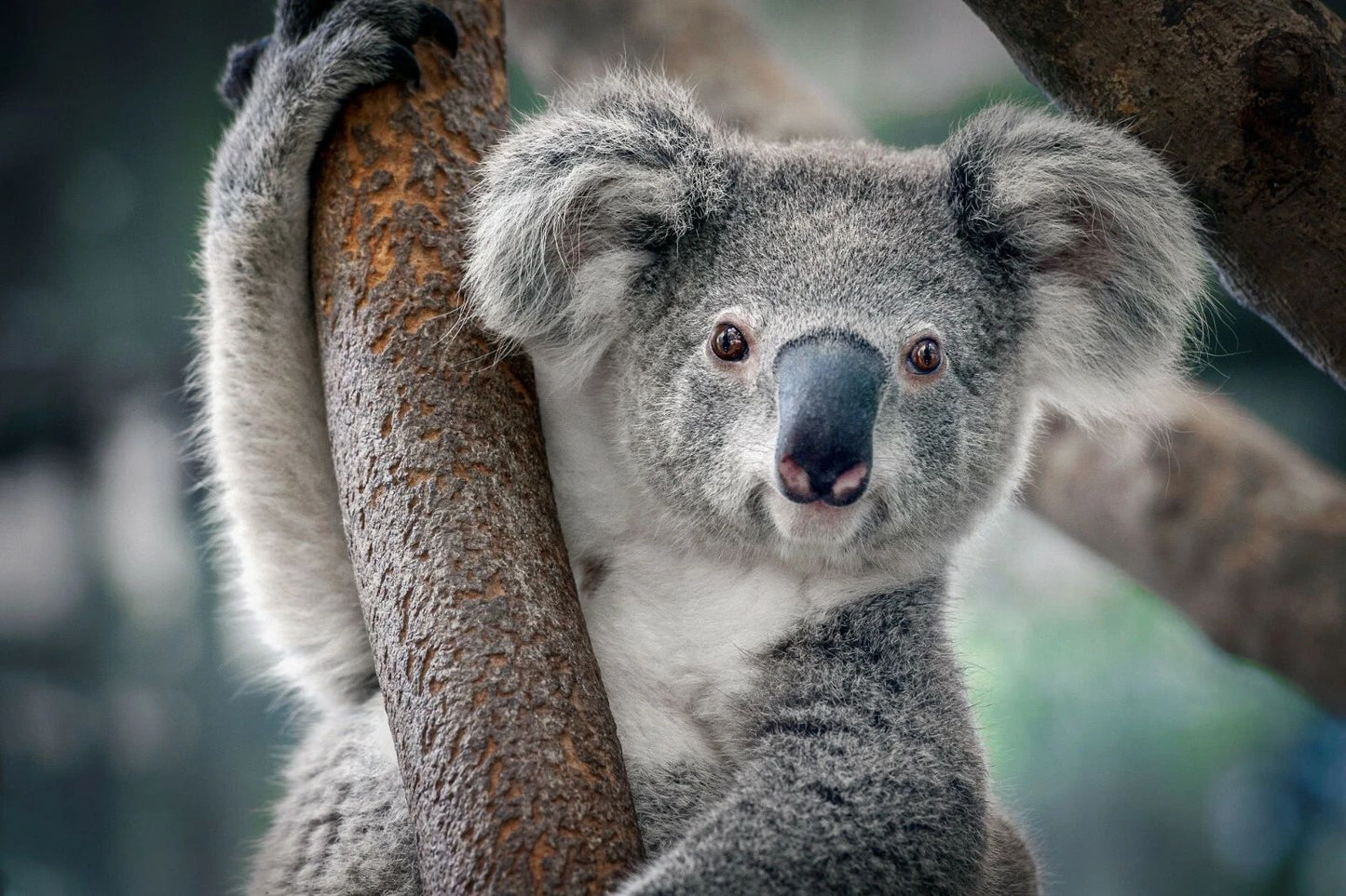 Koala Bear Picture Marsupial Australian Animal Cute Poster Photo Picture Print