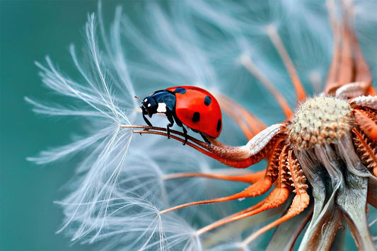 Ladybug Cute Colorful Insect Nature Animal Wall Art Home Decor Poster