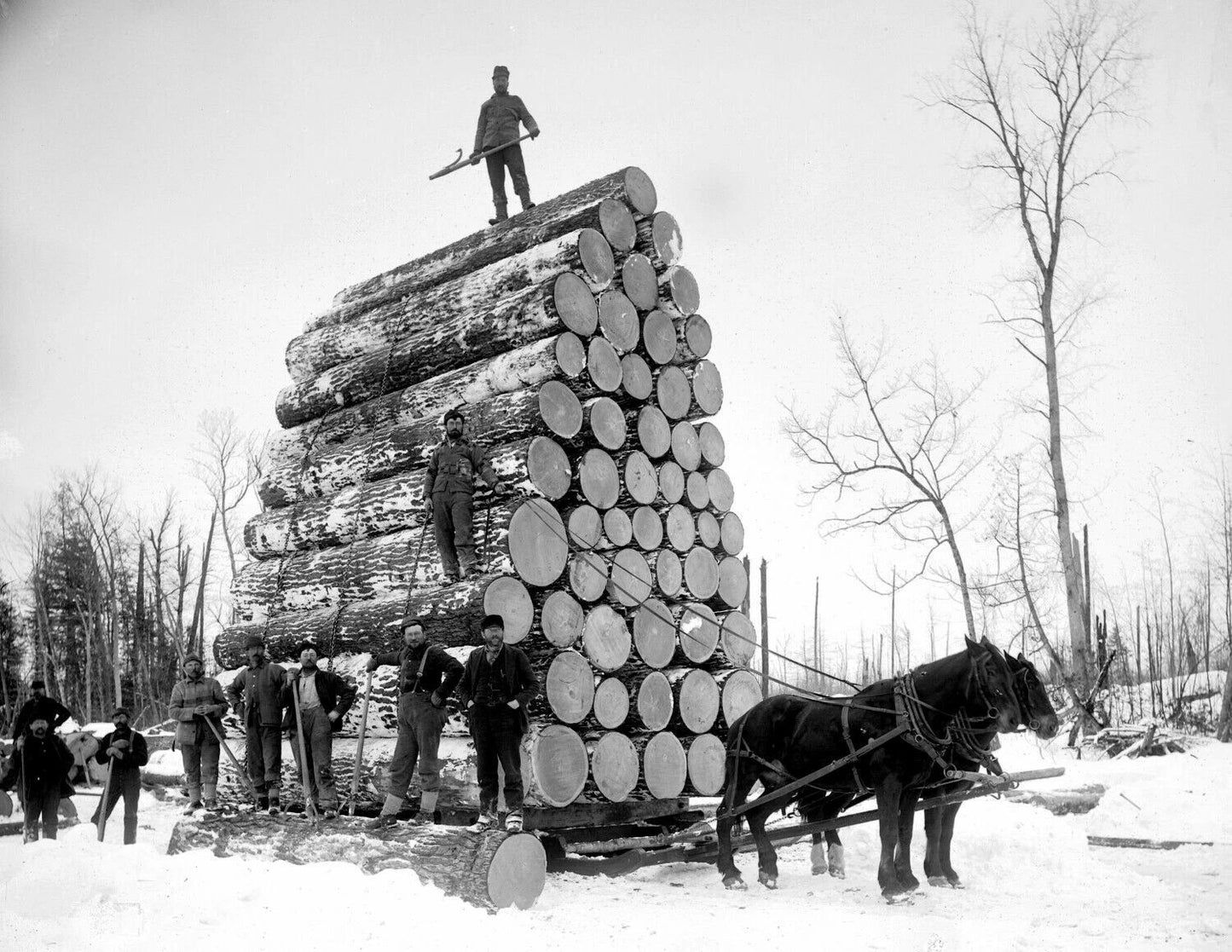 Late 1800'S Logging A Huge Load Of Logs Vintage Photograph Reprint