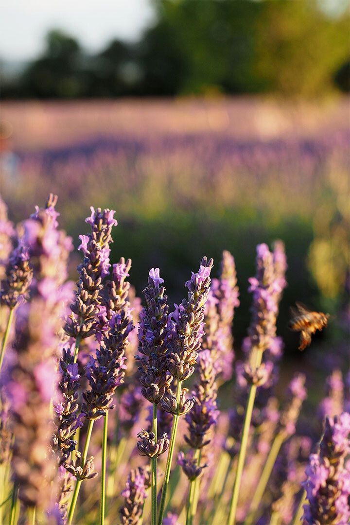 Lavender Crop In Bloom Fragrant Plants Nature Wall Art Home Decor Poster