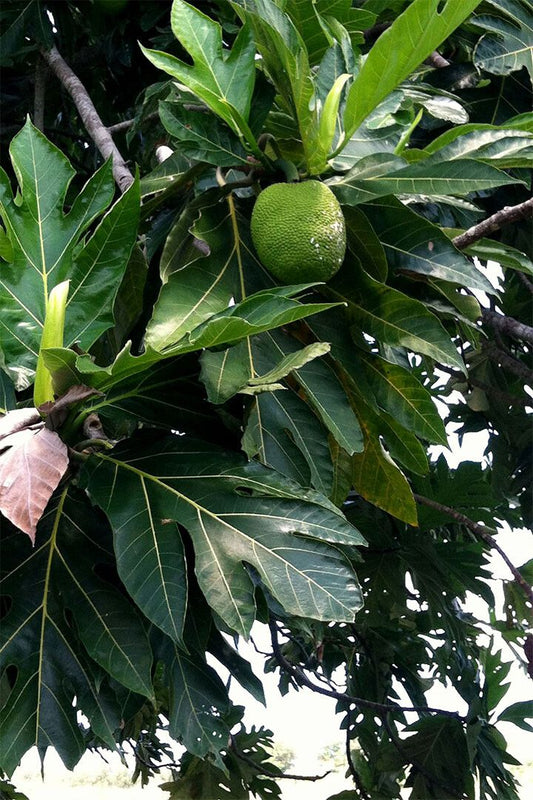 Leaf Of Mexican Breadfruit Tropical Fruit Wall Art Home Decor Poster