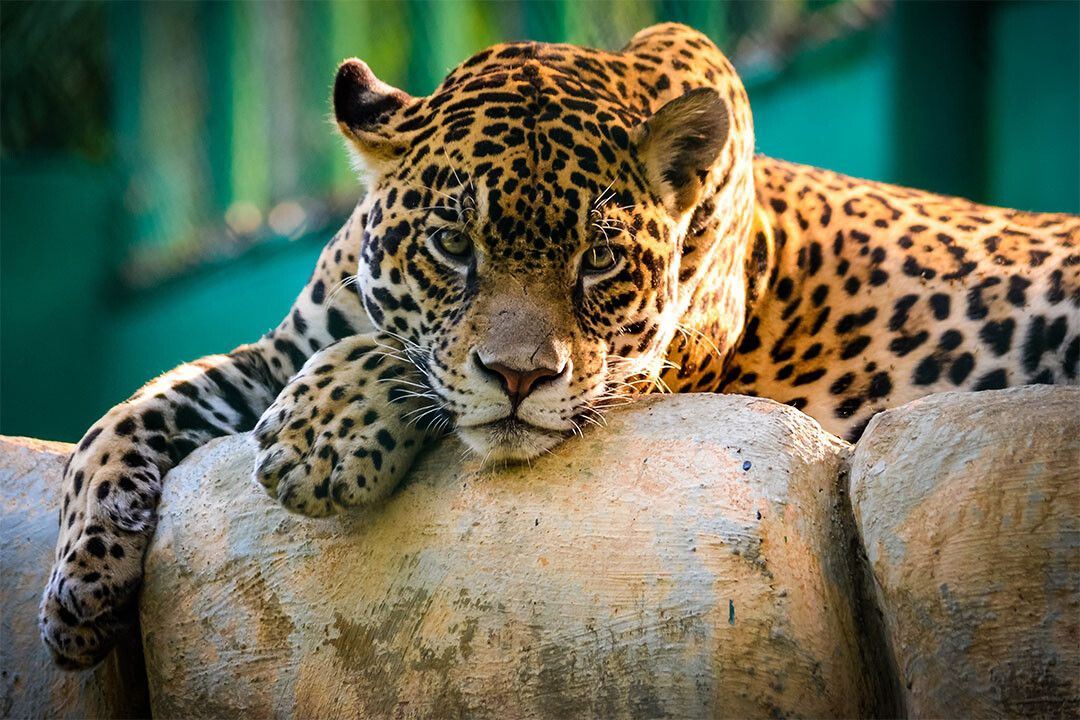 Leopard On Stone Wild Animal Life Print Wall Art Home Decor Poster