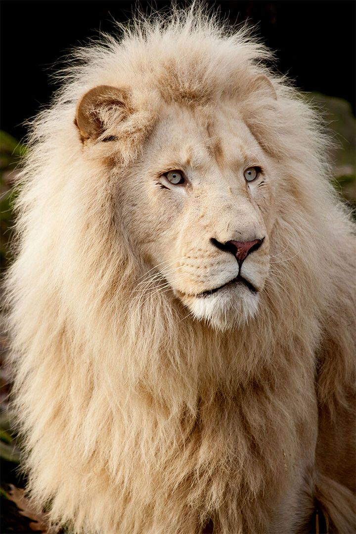 Lion King Of The Jungle Wild Animal Jungle Animal Wall Home Decor Jigsaw Puzzle
