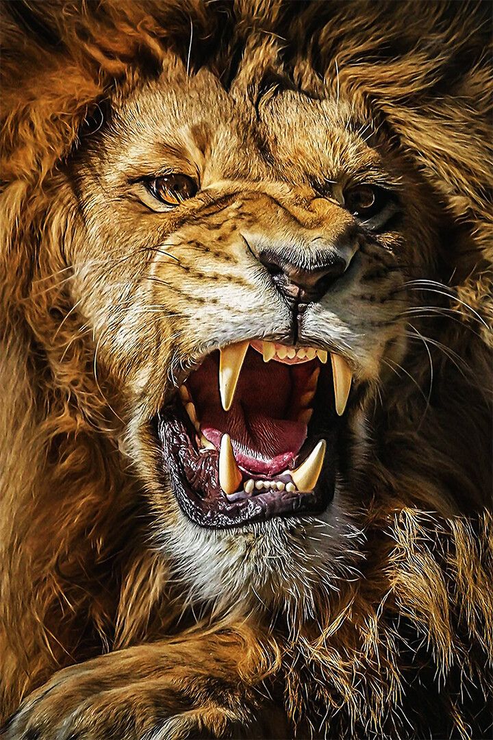 Lion Roar Dangerous Nature Untamed Cat Print Wall Art Home Decor Poster