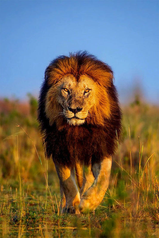 Lions Walk Dangerous Nature Untamed Cat Print Wall Home Decor Poster