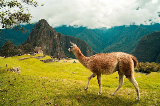 Llamas Of Machu Picchu Peru Incan Citadel Andes Mountains Keychain Picture Keychain