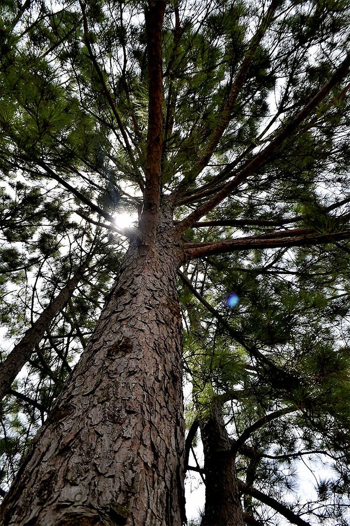 Long Leaf Pine Trees In The East Pine Woods Jigsaw Puzzle