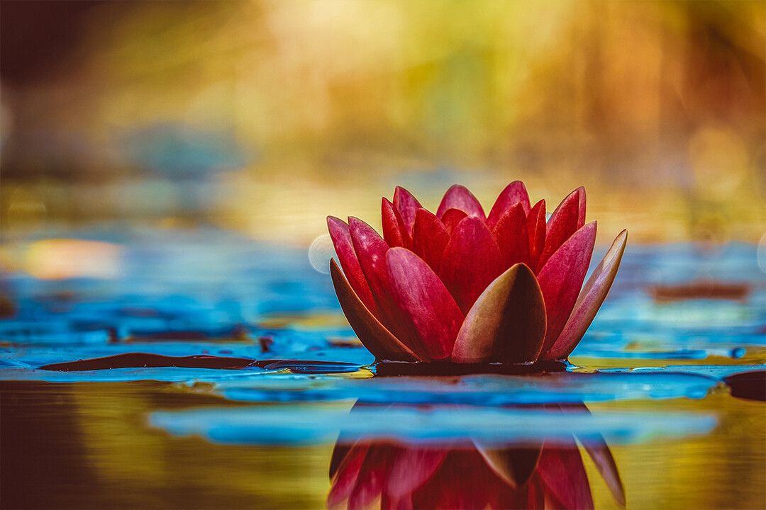 Lotus Flower Red Waterlily Flower In Bloom Art Wall Decor Keychain