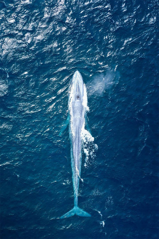 Lovely Blue Whale Sea Animals Painting Print Wall Art Home Decor Poster