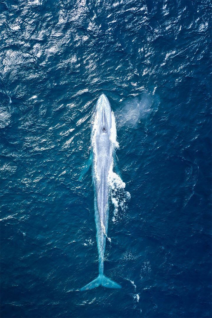 Lovely Blue Whale Sea Animals Painting Print Keychain