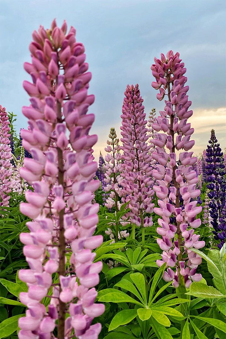 Lupine Leaf Cluster Garden Nature Painting Wall Art Home Decor Poster